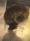 Planorbarius corneus